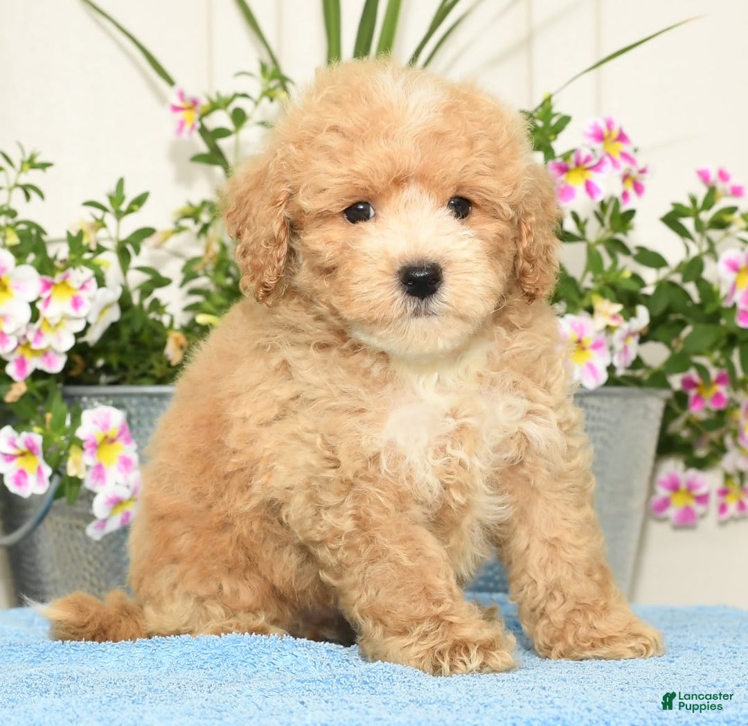 Bichpoo dogs for sale: Sport - Image 5