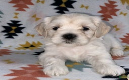 Cavapoo dogs for sale: Male 1 Cream Blonde - Image 1