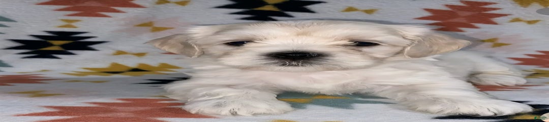 Male 1 Cream Blonde