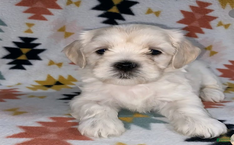 Cavapoo dogs for sale - Ad 2