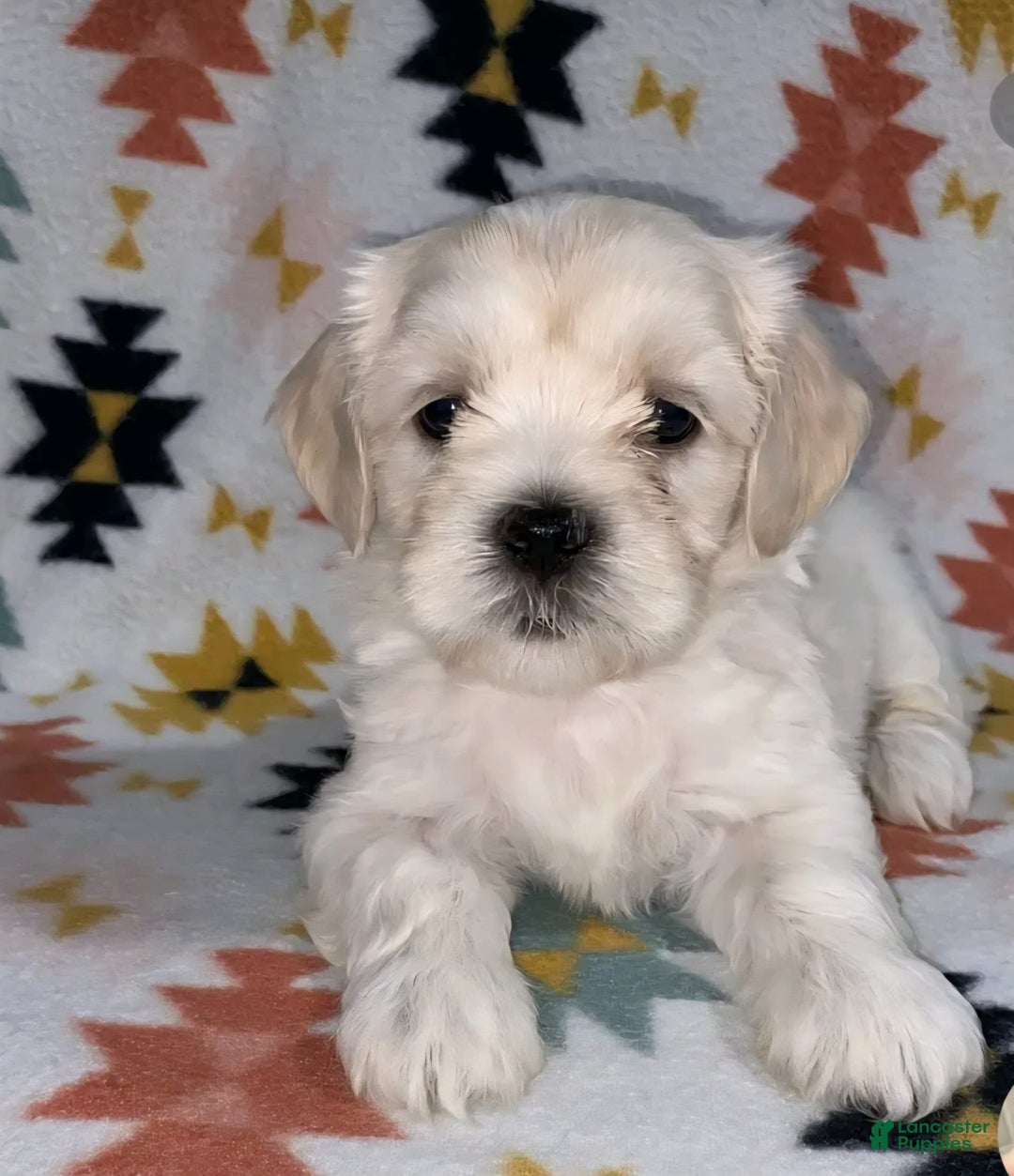 Cavapoo dogs for sale: Male 1 Cream Blonde - Image 1