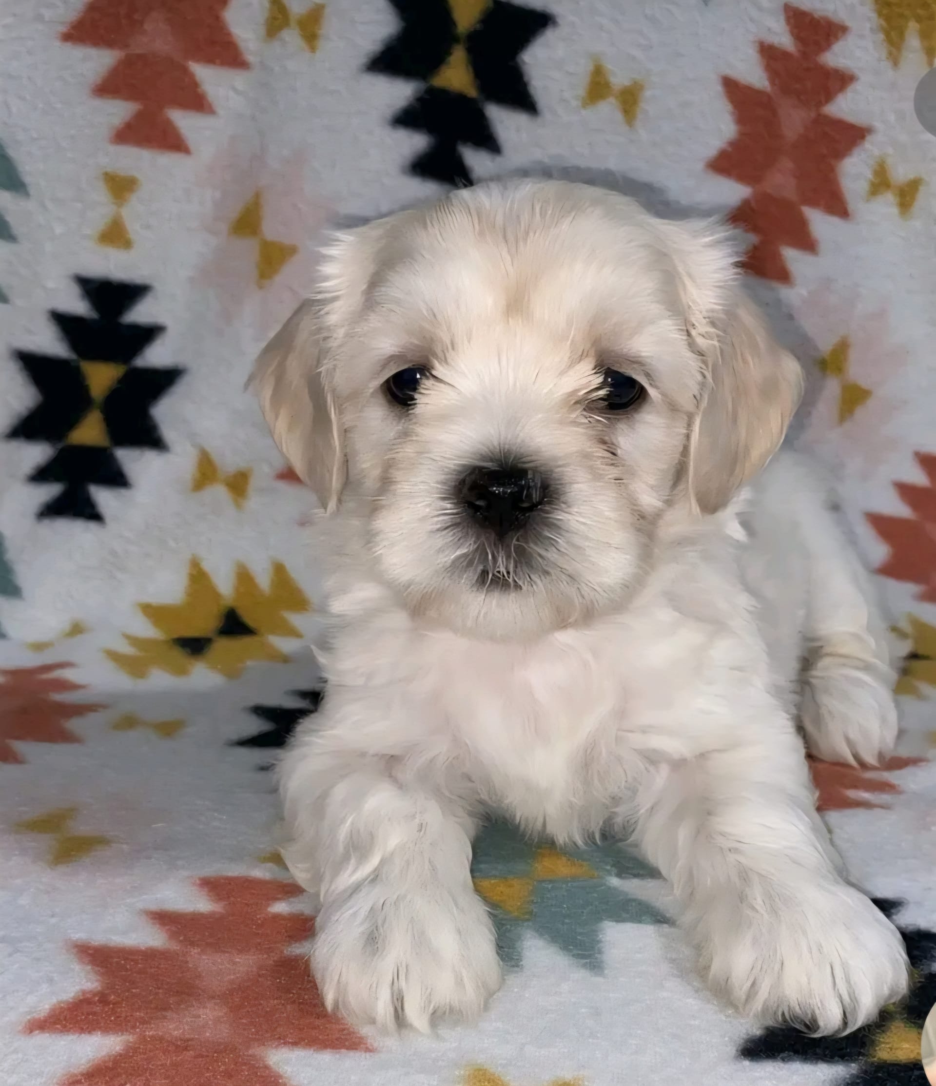 Cavapoo dogs for sale - Ad 2