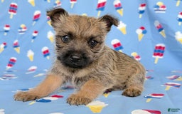 Cairn Terrier dogs for sale: Elmer - Image 5