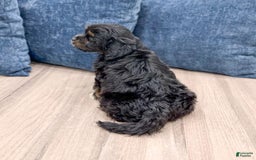 Cavapoo dogs for sale: Luna - Image 3