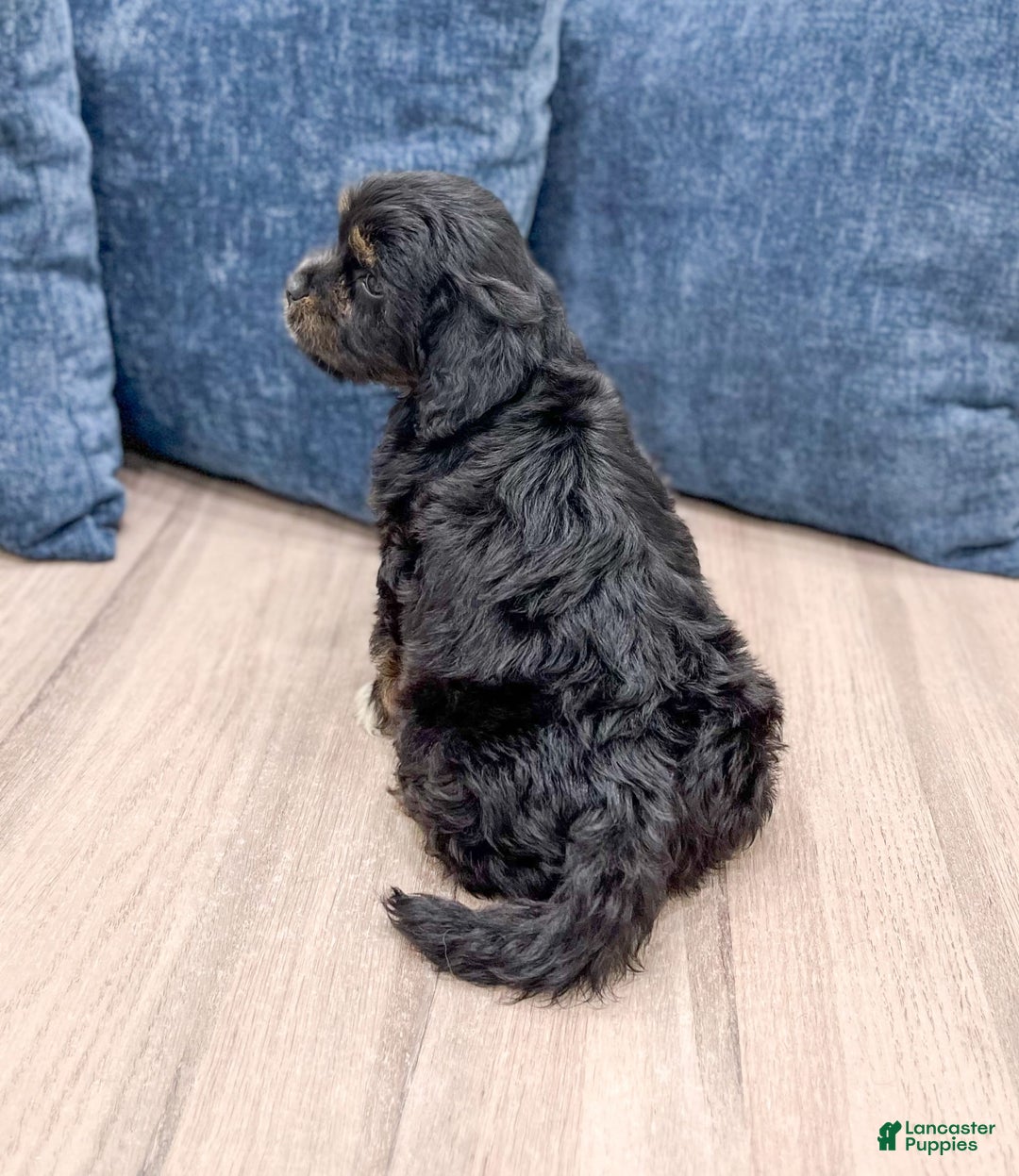 Cavapoo dogs for sale: Luna - Image 3