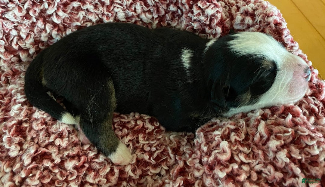 Australian Shepherd dogs for sale: Belle Starr - Image 1