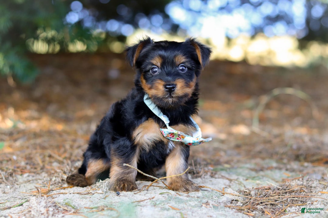 Yorkshire Terrier dogs for sale: Tyler - Image 5