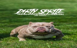 American Bully dogs for sale: Exotic Bully - Image 9