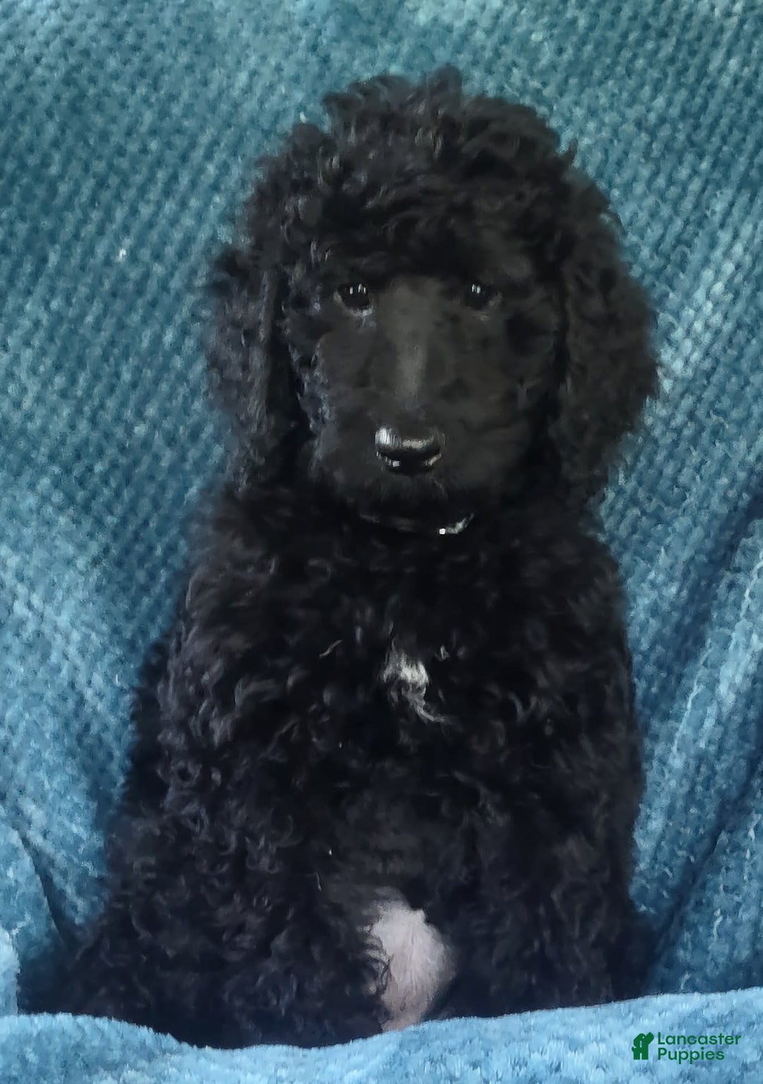 Goldendoodle dogs for sale: Mini Goldendoodle F1b2 - Image 5