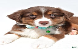 Australian Shepherd dogs for sale: Kody - Image 5