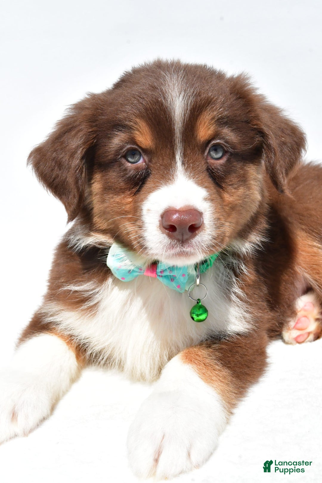 Australian Shepherd dogs for sale: Kody - Image 5
