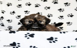 Shih Tzu dogs for sale: Penny - Image 4