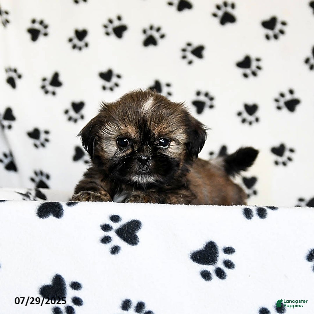 Shih Tzu dogs for sale: Penny - Image 4