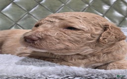 Standard Poodle dogs for sale: Mango - Image 2