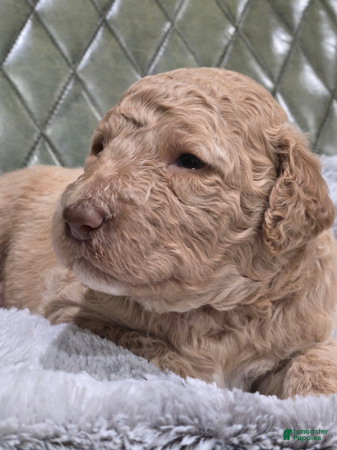 Standard Poodle dogs for sale: Mango - Image 2