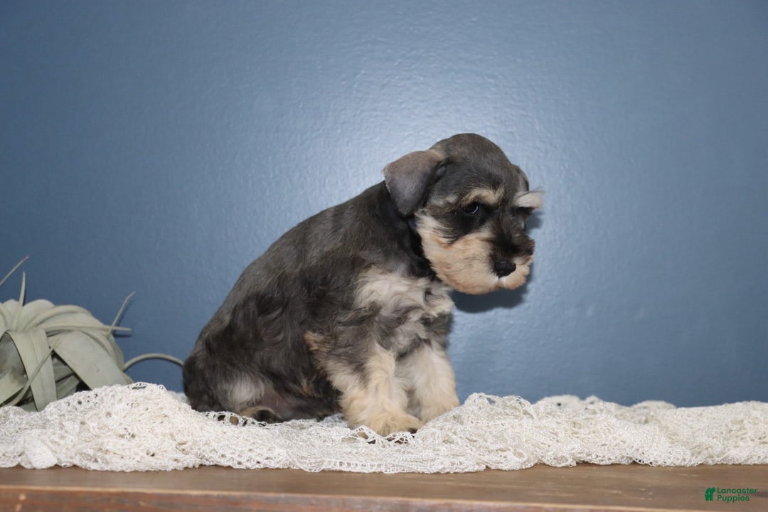 Miniature Schnauzer dogs for sale: Amelia - Image 2