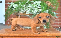 Miniature Dachshund dogs for sale: Tim - Image 1
