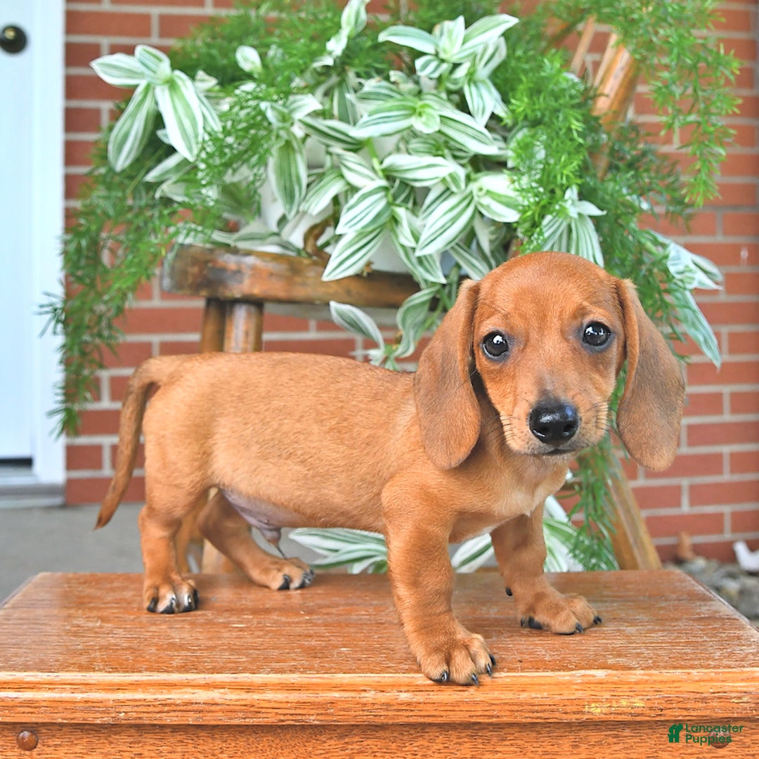 Miniature Dachshund dogs for sale: Tim - Image 1