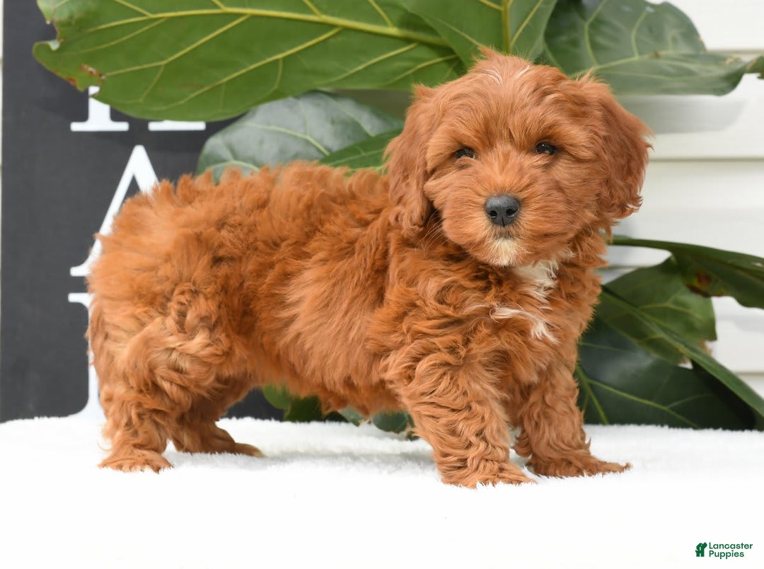Mini Goldendoodle dogs for sale: Natasha - Image 11