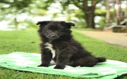 Shetland Sheepdog dogs for sale: Pepsi - Image 1