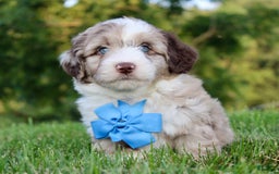 Mini Aussiedoodle dogs for sale: Baxter - Image 6