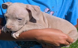American Bully dogs for sale: Yellow Boy - Image 1