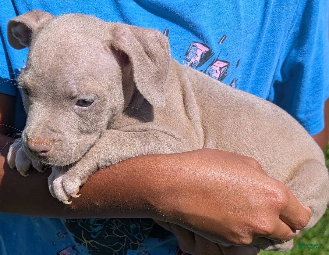 American Bully dogs for sale: Yellow Boy - Image 1