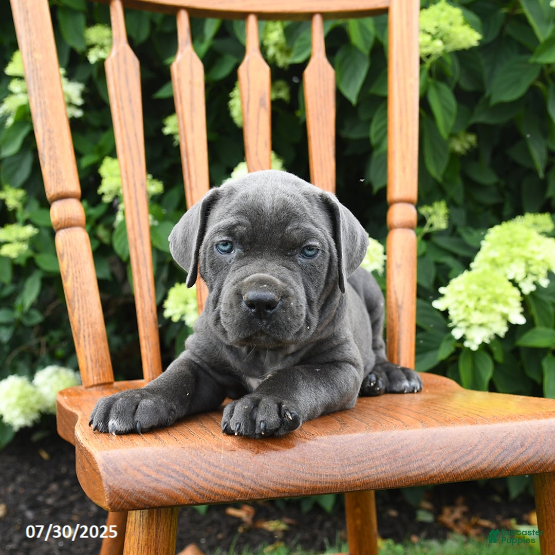 Cane Corso dogs for sale: Sugar - Image 3