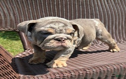 English Bulldog dogs for sale: Merlin - Image 3