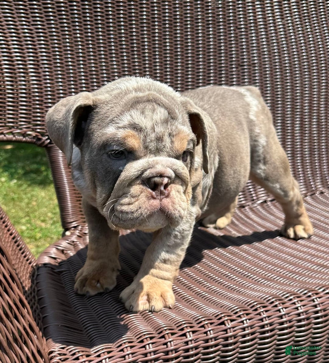 English Bulldog dogs for sale: Merlin - Image 3