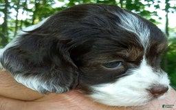 Portuguese Water Dog dogs for sale: Mayla - Image 3
