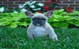 French Bulldog dogs for sale: Jess - Image 3