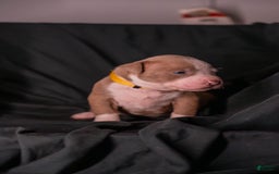 American Bully dogs for sale: Pika - Image 1