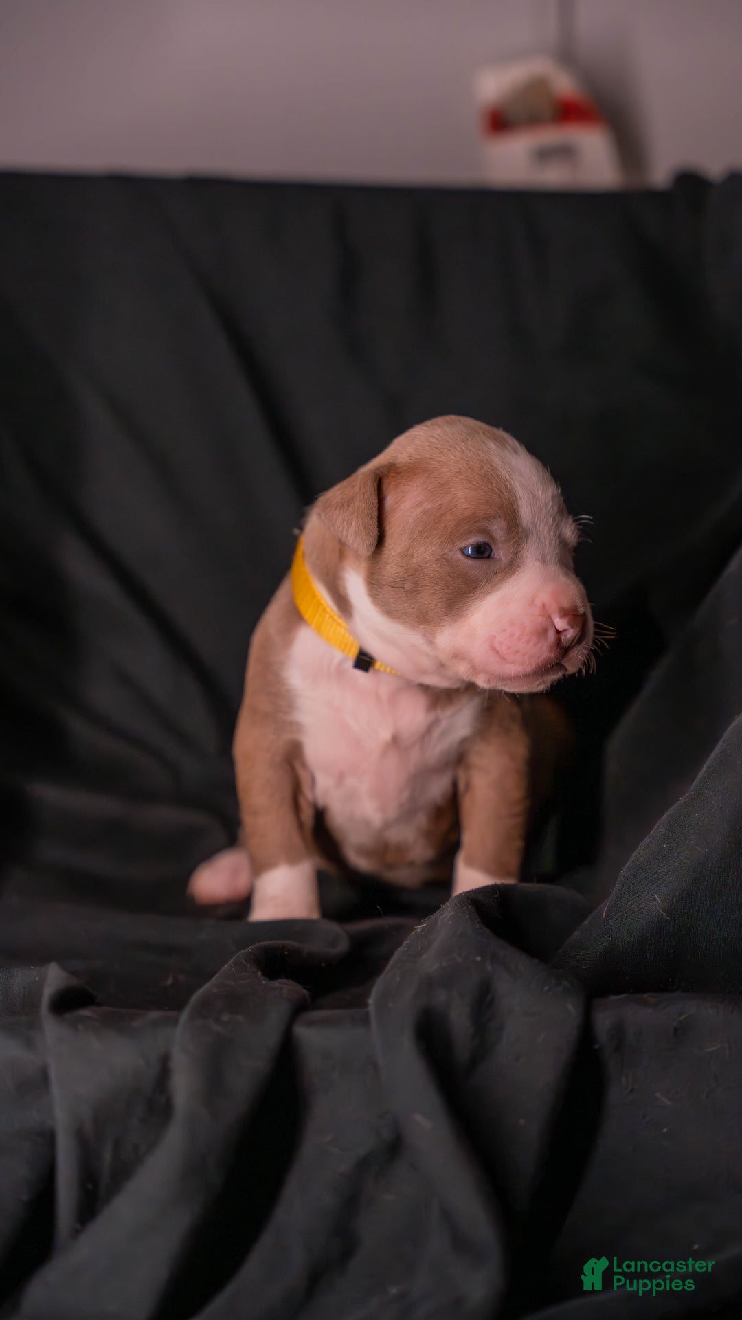 American Bully dogs for sale: Pika - Image 1