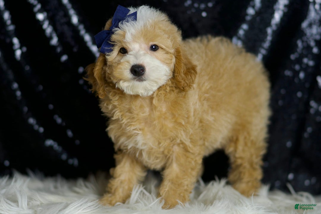Miniature Poodle dogs for sale: Deeter - Image 2