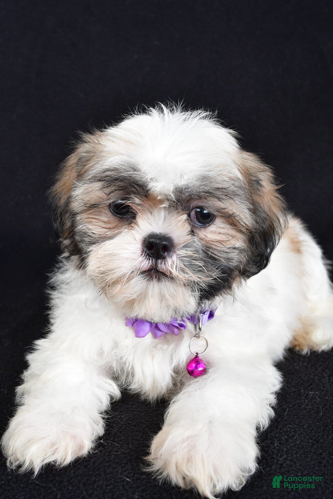 Shih Tzu dogs for sale: Twinkle - Image 4