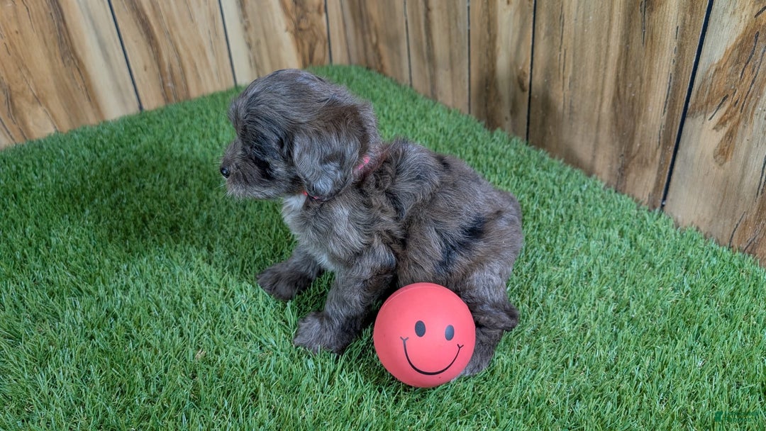 Cavapoo dogs for sale: Bertha Girl 3 - Image 1