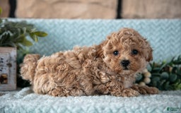 Shihpoo dogs for sale: Louie - Image 4