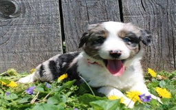 Miniature Australian Shepherd dogs for sale: Marshall - Image 1