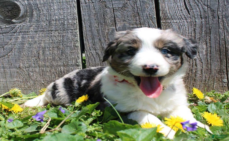 Miniature Australian Shepherd dogs for sale - Ad 1