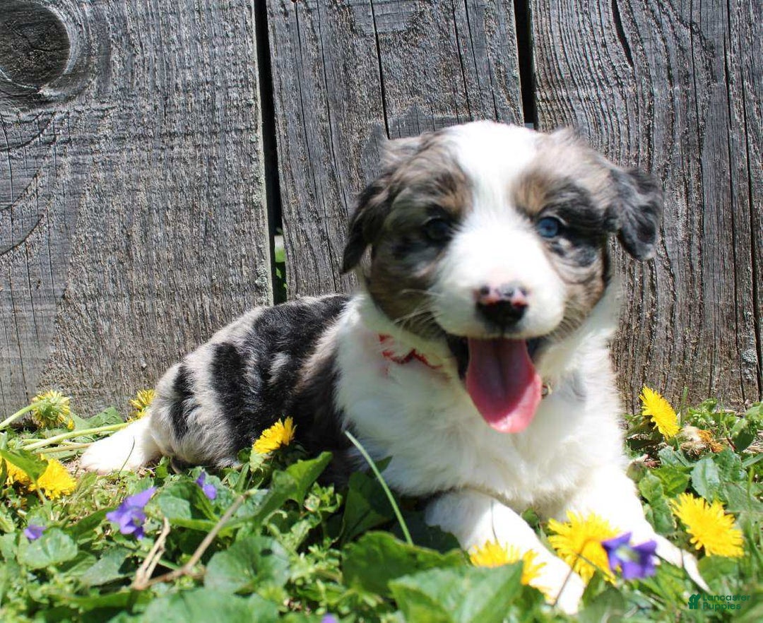 Miniature Australian Shepherd dogs for sale: Marshall - Image 1