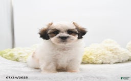 Teddy Bear dogs for sale: Isaiah - Image 3