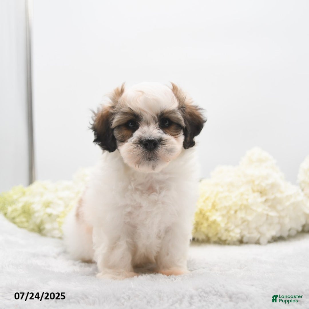Teddy Bear dogs for sale: Isaiah - Image 3