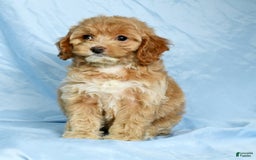 Cockapoo dogs for sale: Violet - Image 5