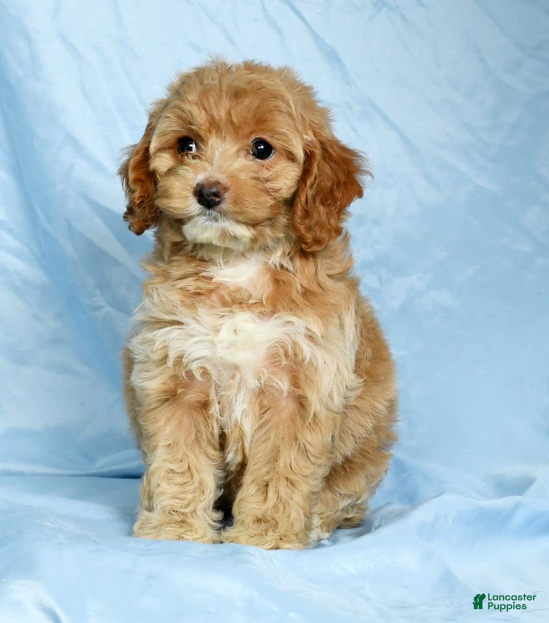 Cockapoo dogs for sale: Violet - Image 5