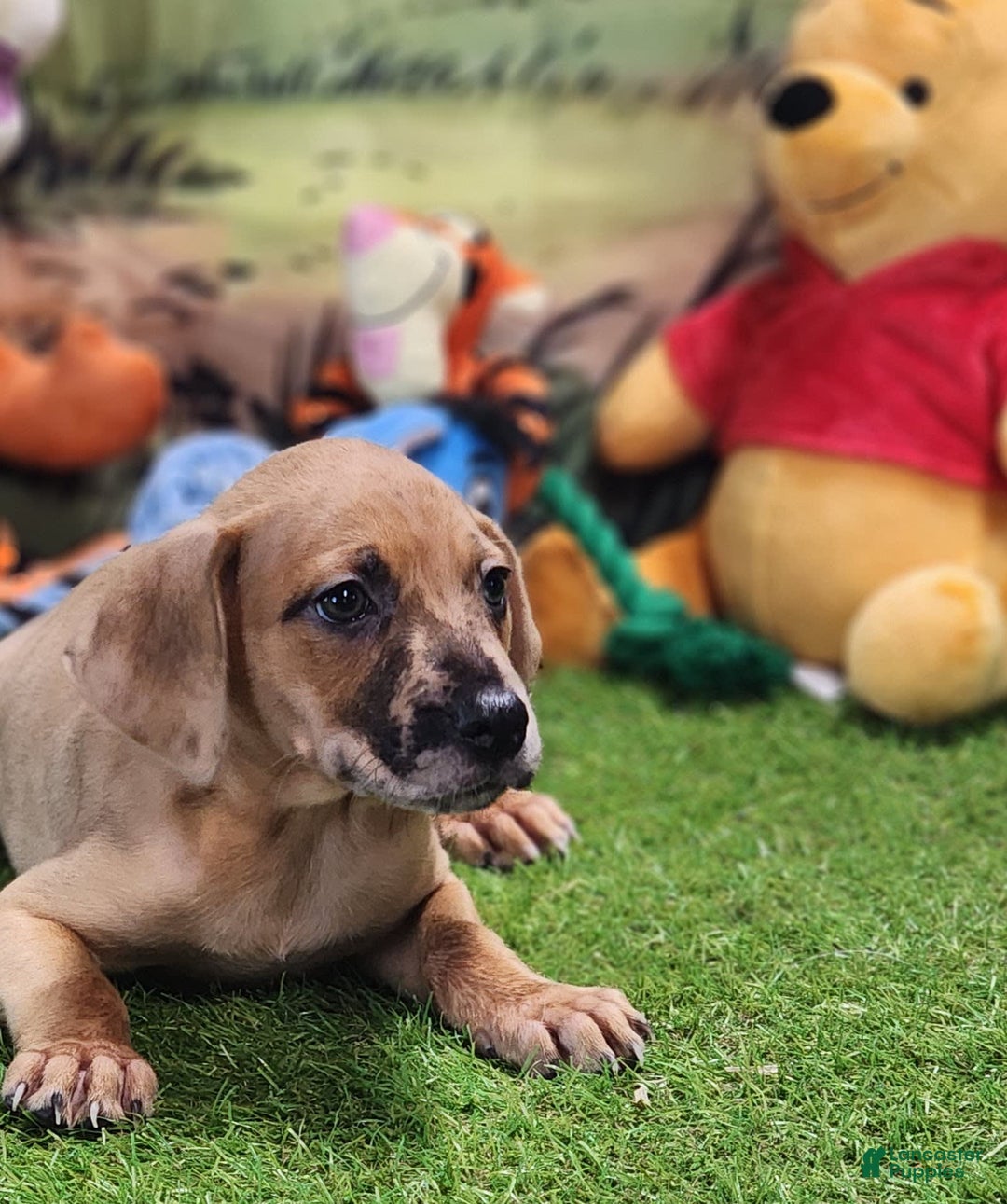 Catahoula Leopard Dog dogs for sale: Houdini 2025 Female 1 - Image 1