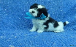 Malshi dogs for sale: Jakey - Image 1