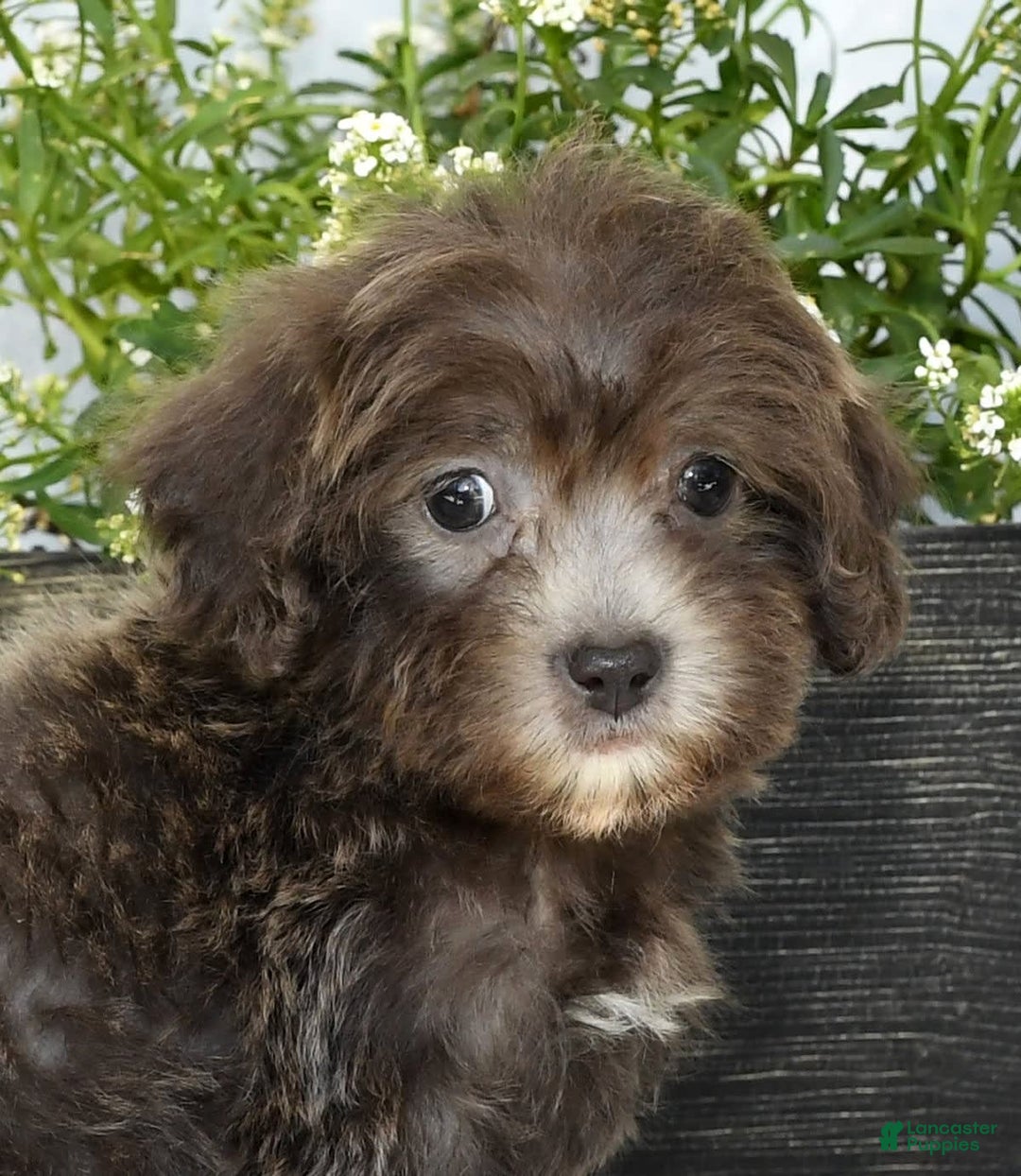 Havapoo dogs for sale: Mayor - Image 7