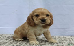 Cocker Spaniel dogs for sale: Reed - Image 1