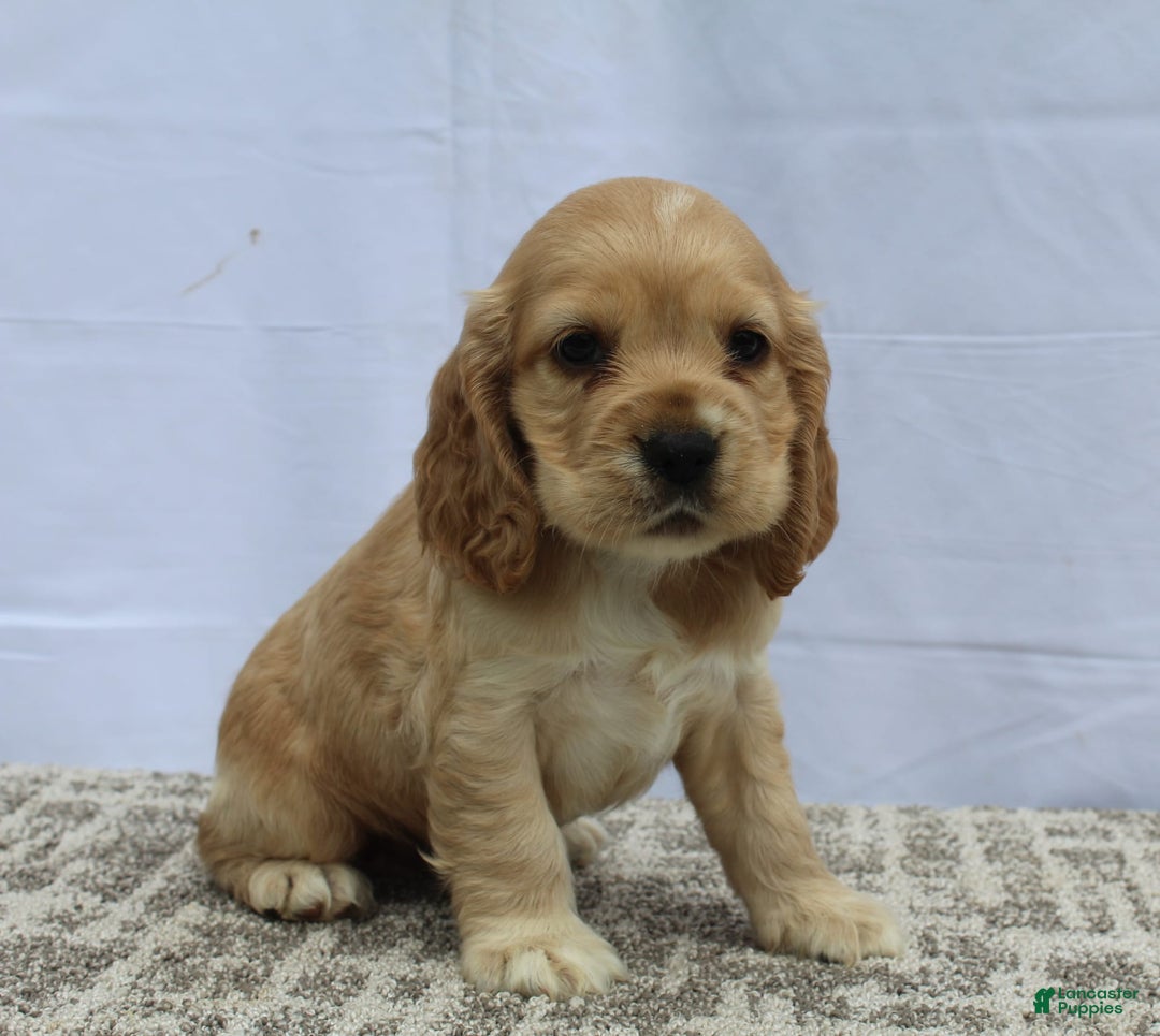 Cocker Spaniel dogs for sale: Reed - Image 1